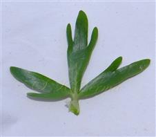 Upper Cauline Leaf-Adaxial view